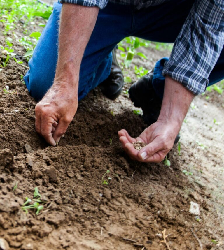 Close-up of a person planting seeds in soil, emphasizing gardening and cultivation.
